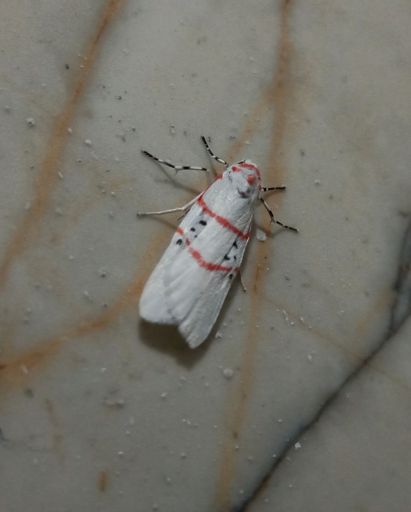 Photograph by Souvik Bhattacharyya