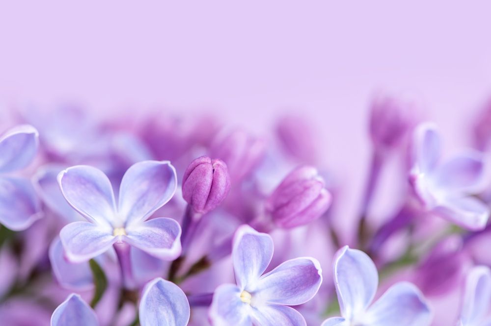 Фотография автора Юлия Васильева