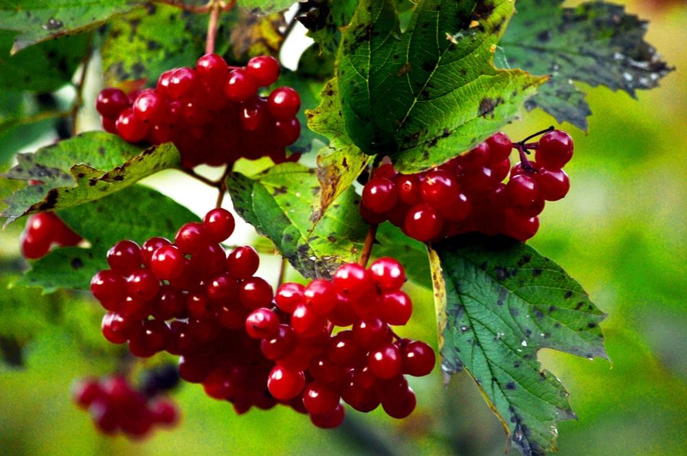 Photograph by Nadezhda