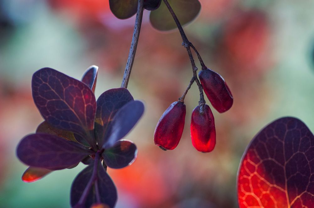 Photograph by Андрей Бурда