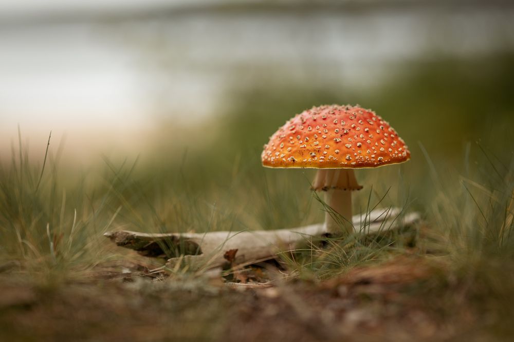 Photograph by Дарья Кончакова