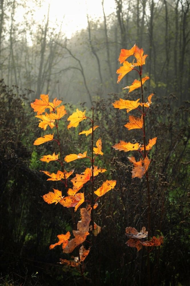 Photograph by Владимир Борозенец