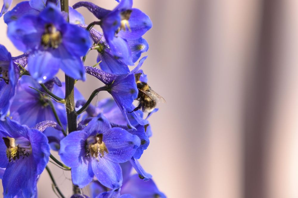 Photograph by Елена Иванова