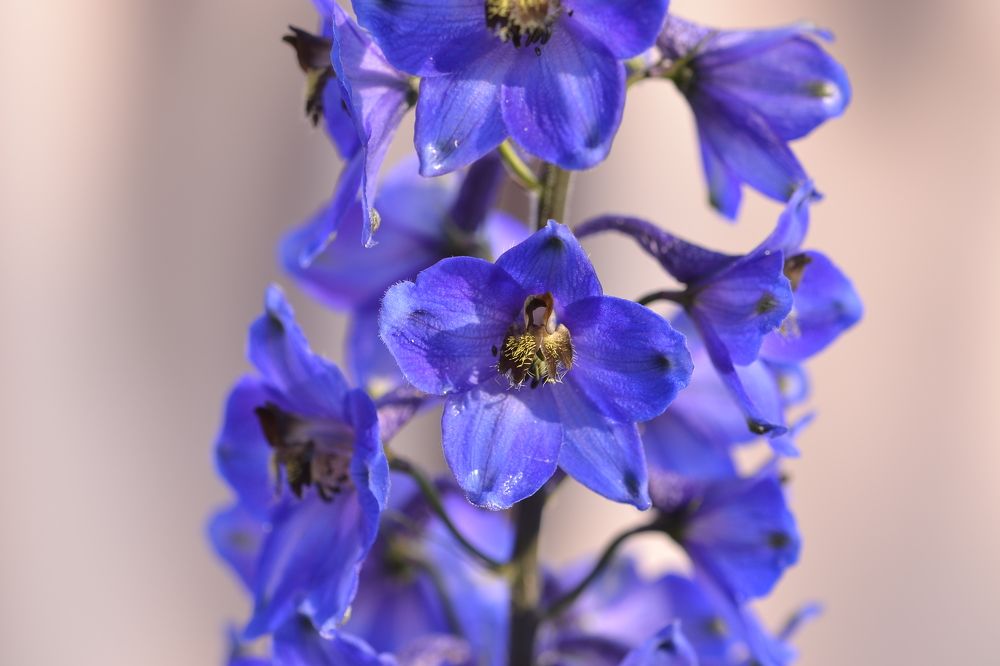 Photograph by Елена Иванова