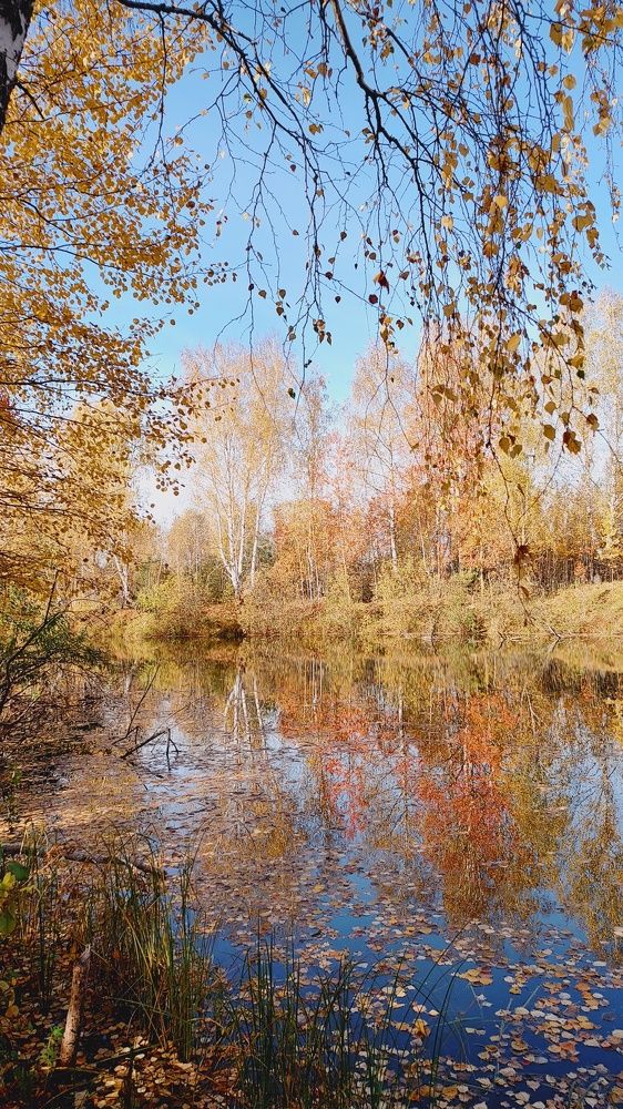 Осень в золоте