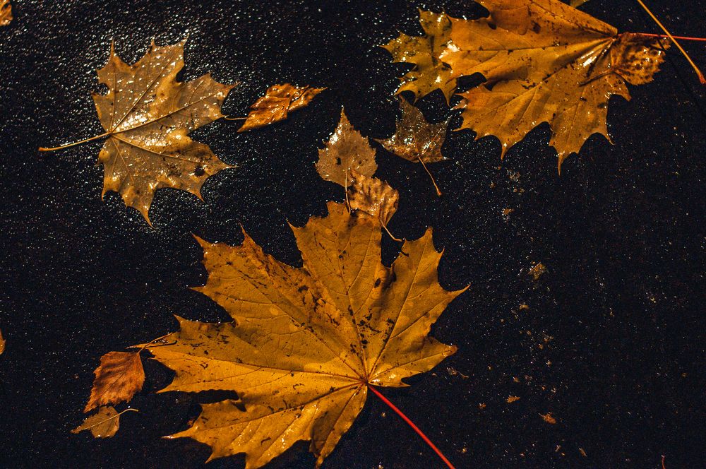 Photograph by Татьяна Зубехина