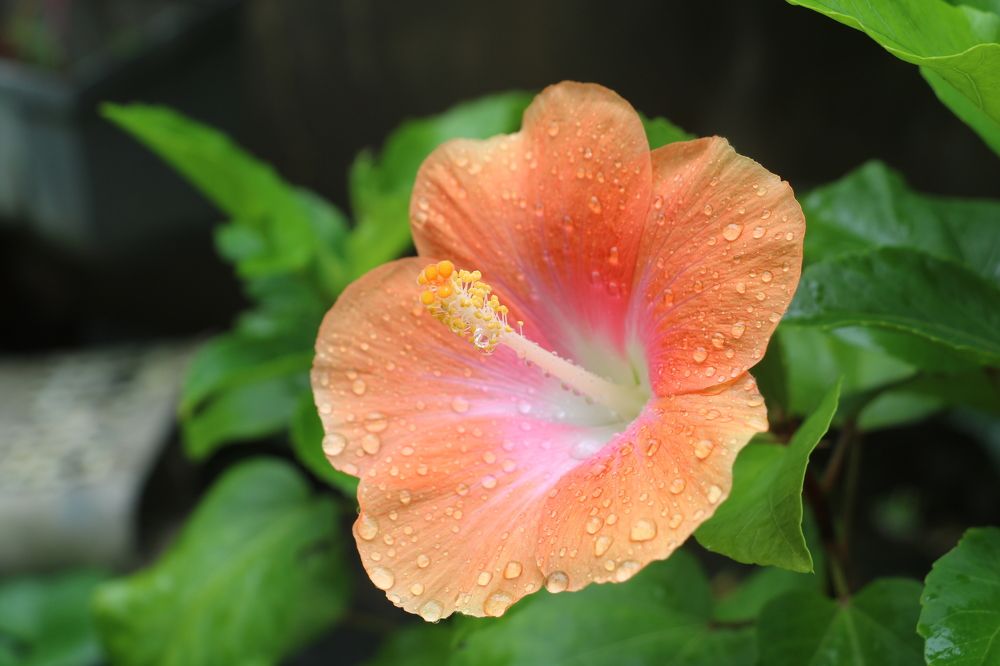 Photograph by Dimuth De Zoysa