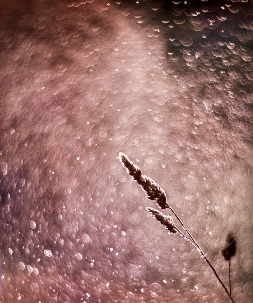 Photograph by Светлана Кавказская