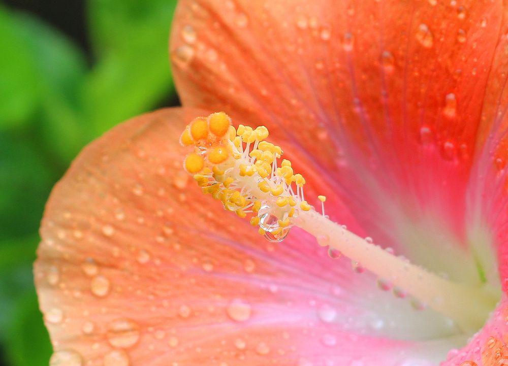 Photograph by Dimuth De Zoysa