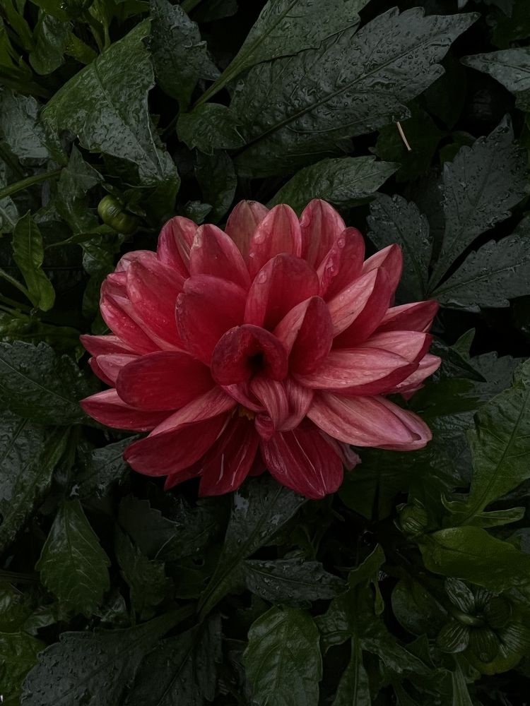 Photograph by Наталья Манжиева