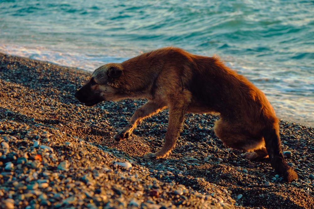 Photograph by Алеся Сафарова