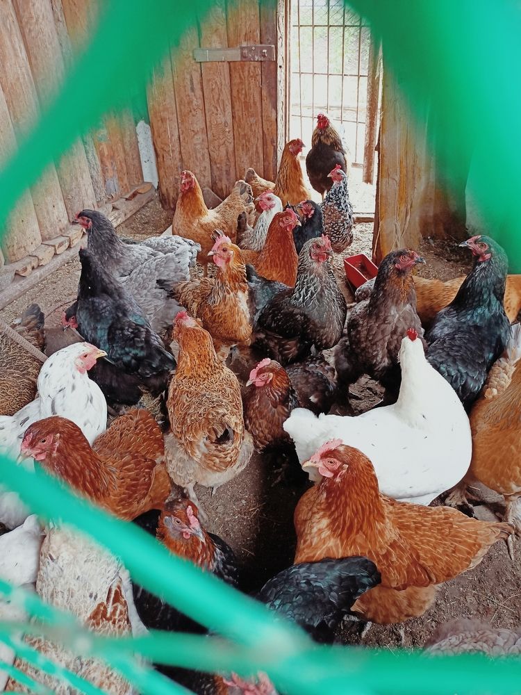 Фотография автора Татьяна Шахова