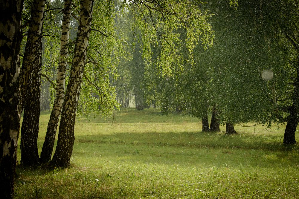 Дождь в начале лета