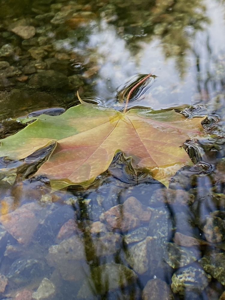 Желтый лист осенний