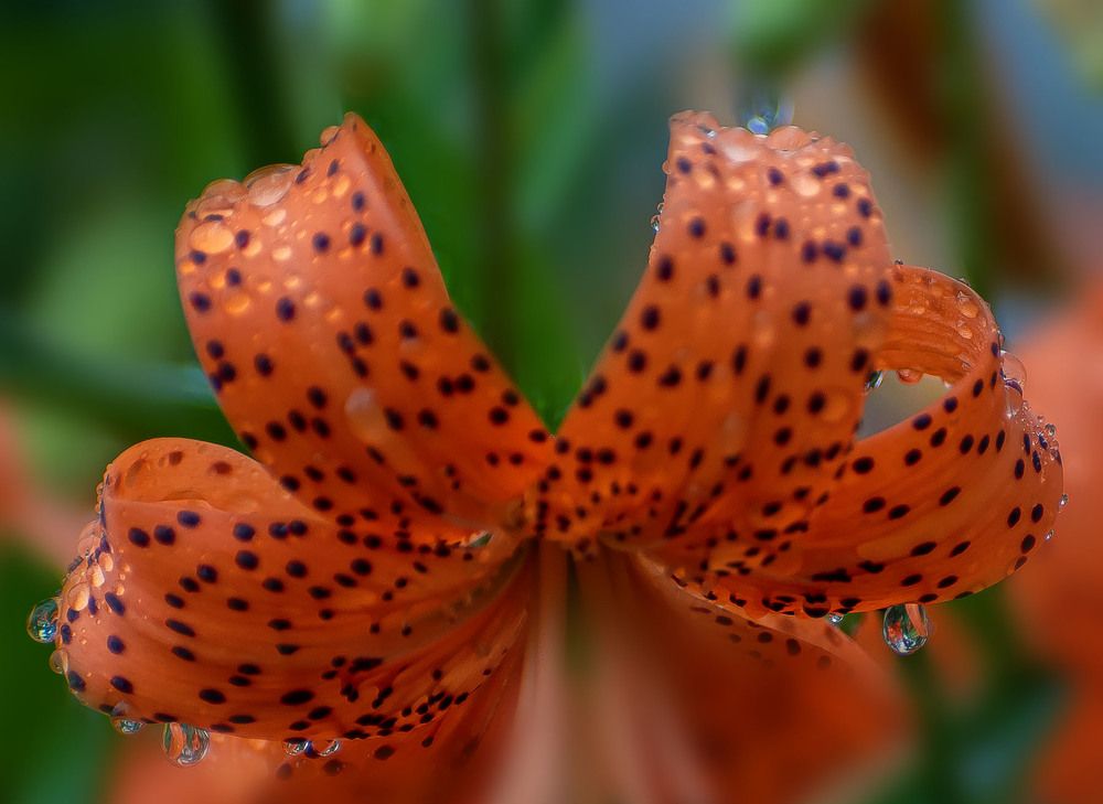 Тигровая лилия в каплях дождя