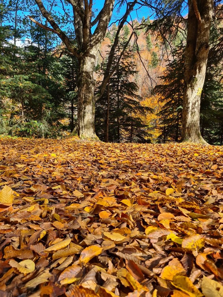 Photograph by Наталья Каплина