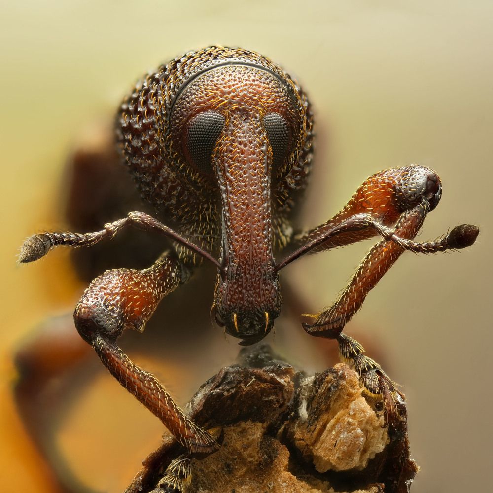 Долгоносик