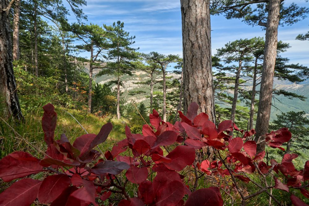 Photograph by Андрей Прищепин