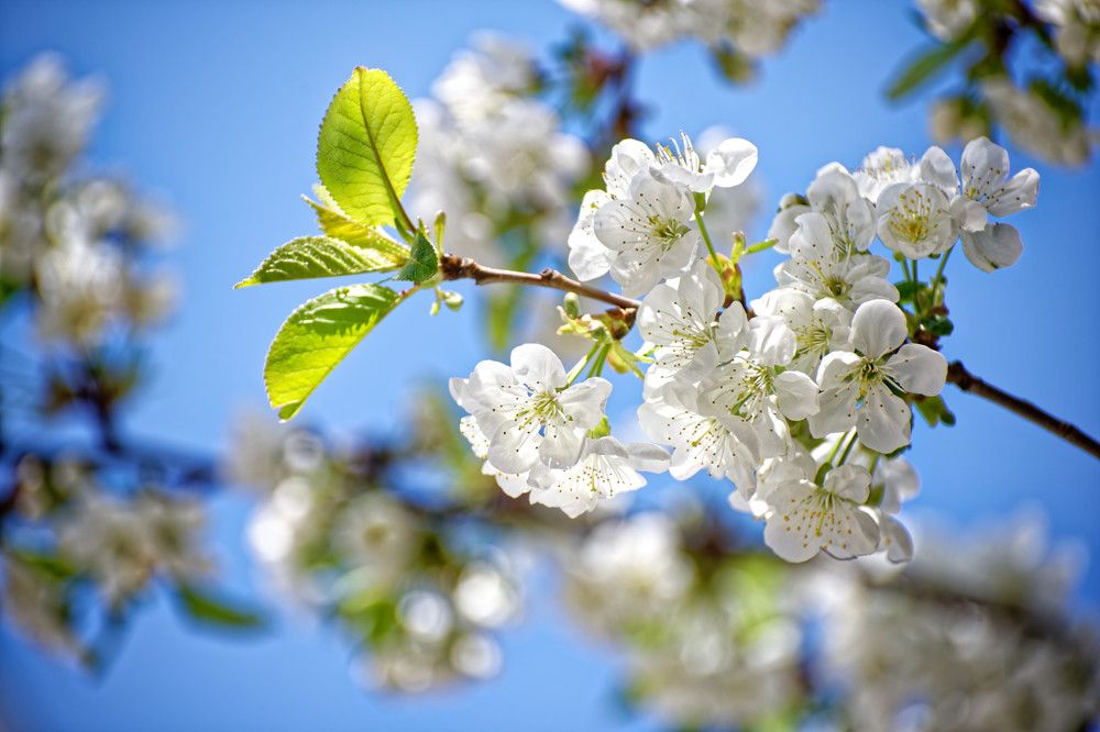 Фотография автора Григорьев Алексей