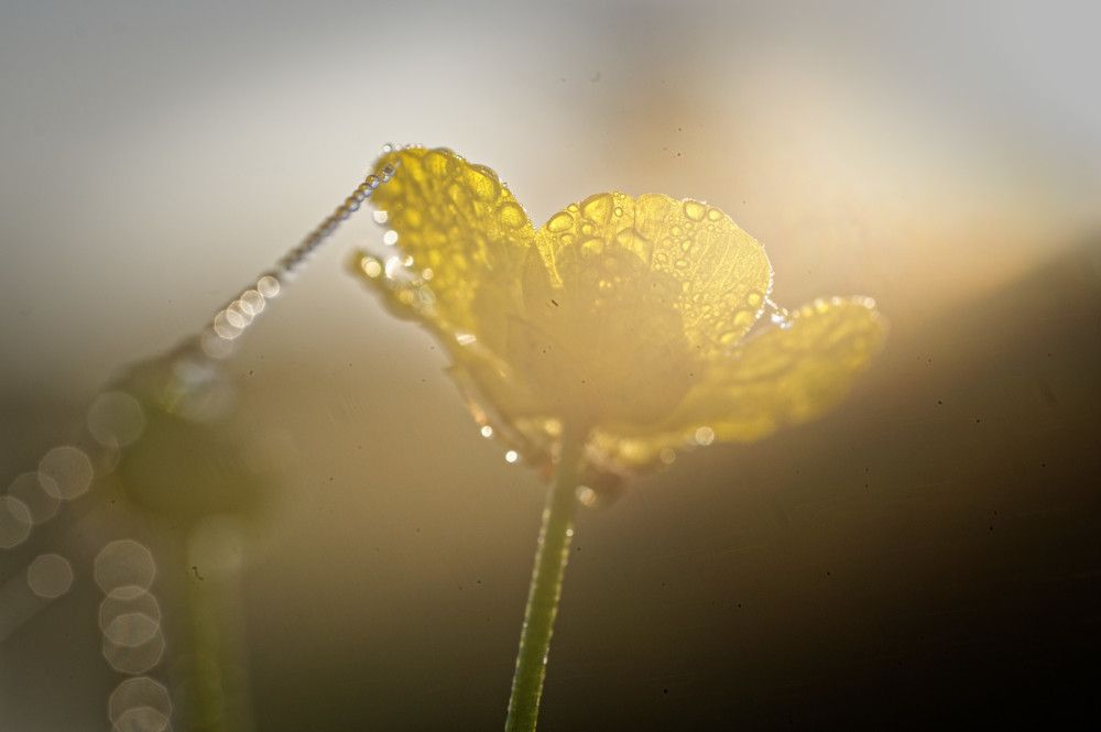 Фотография автора Григорьев Алексей