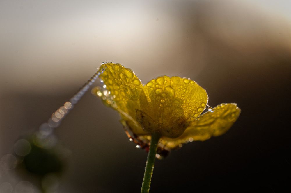 Фотография автора Григорьев Алексей
