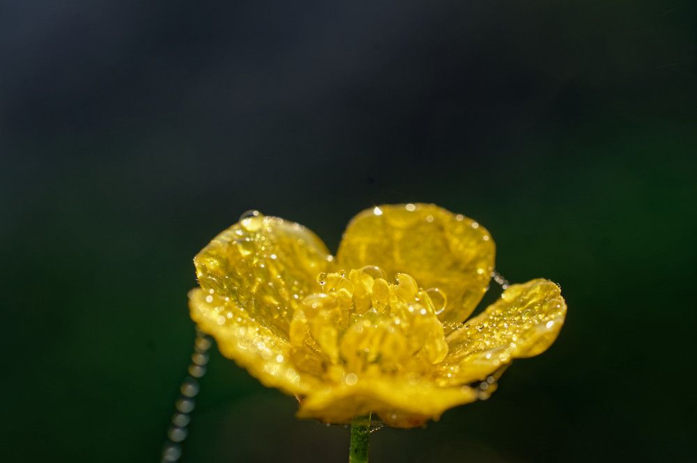 Фотография автора Григорьев Алексей