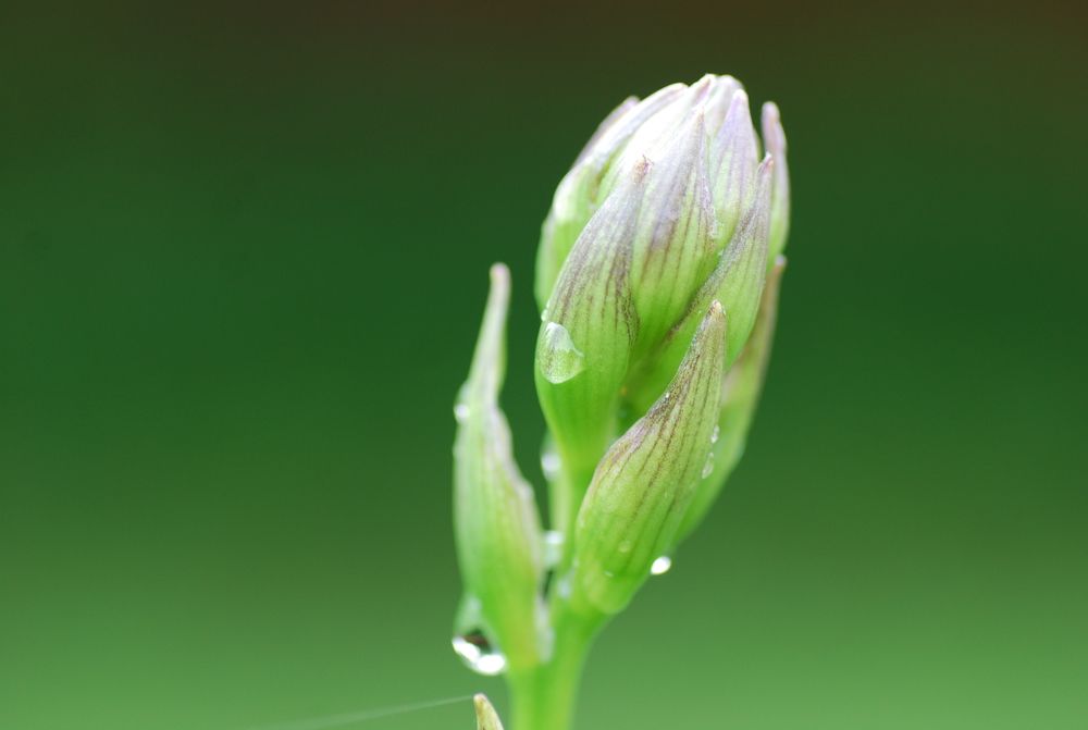 Photograph by Оксана Трофименко