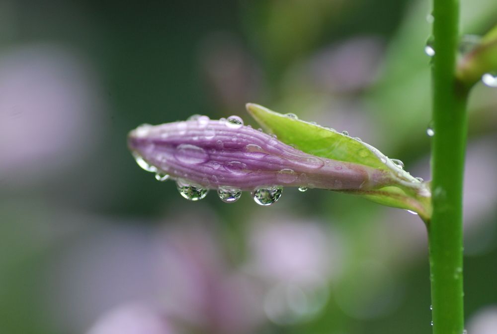 Photograph by Оксана Трофименко