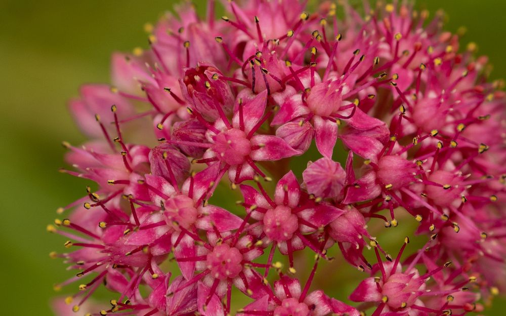 Photograph by Анжелика Сороколетова