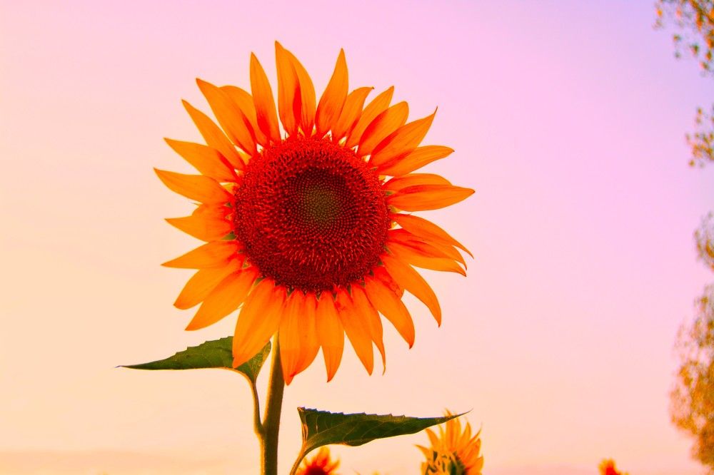 Фотография автора Михаил Лупина