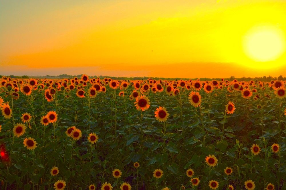 Фотография автора Михаил Лупина