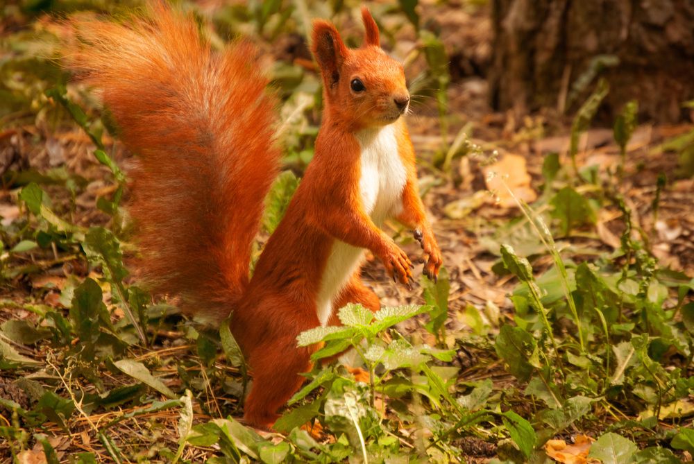 Photograph by Наталья Зверева