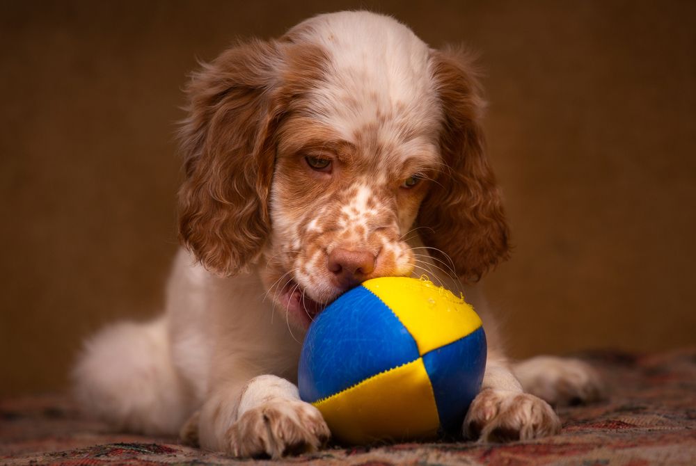 Photograph by Александр Чибиркин