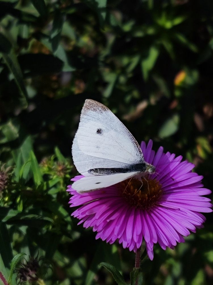 Фотография автора Алёна Подгорная