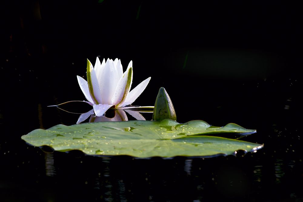 Photograph by Вячеслав Кровопусков