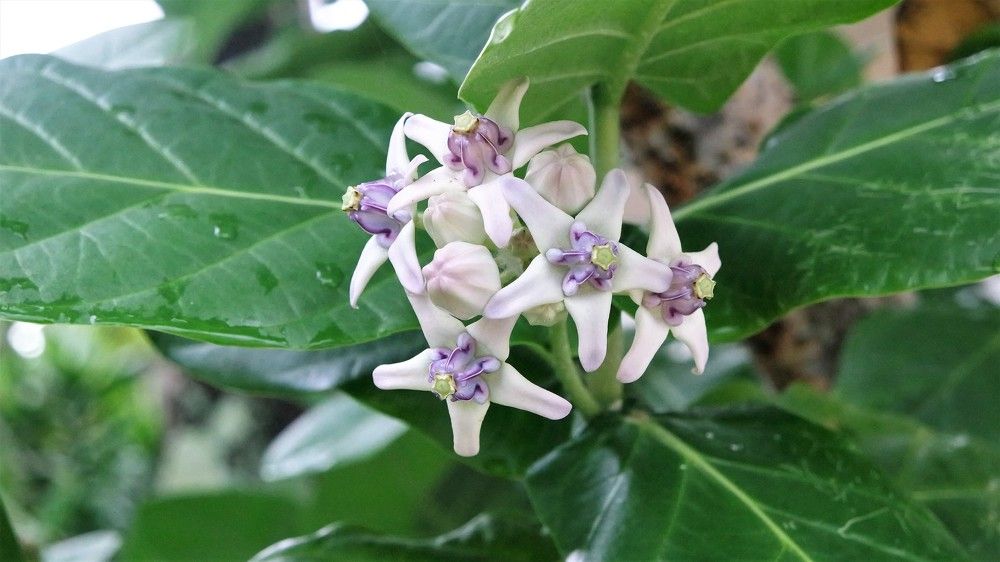 Фотография автора Rajesh Khurana