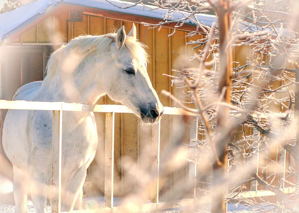 Photograph by Татьяна Шандромайло