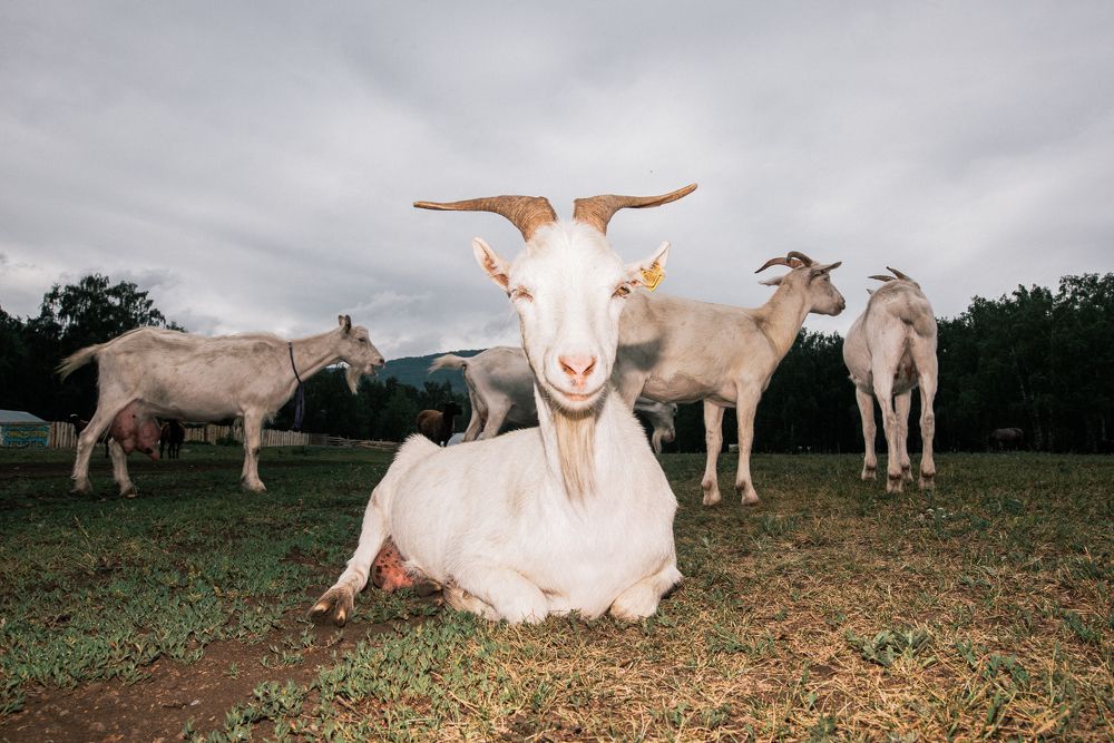 Photograph by Сергеева Марина