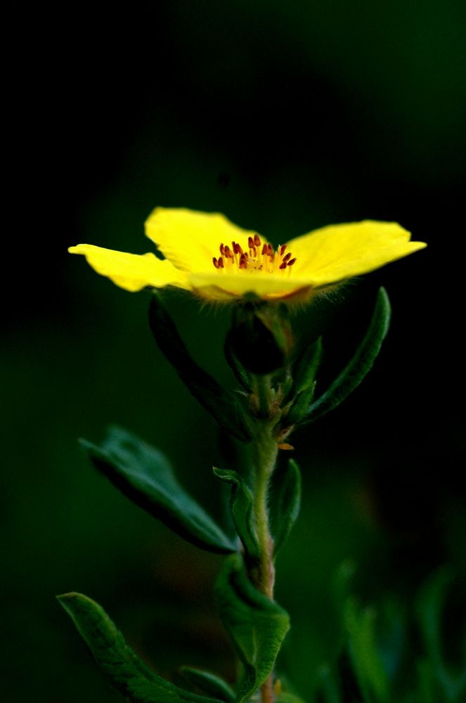 Жёлтый цветок