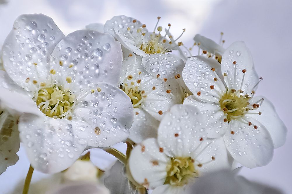 Невеста (спирея)