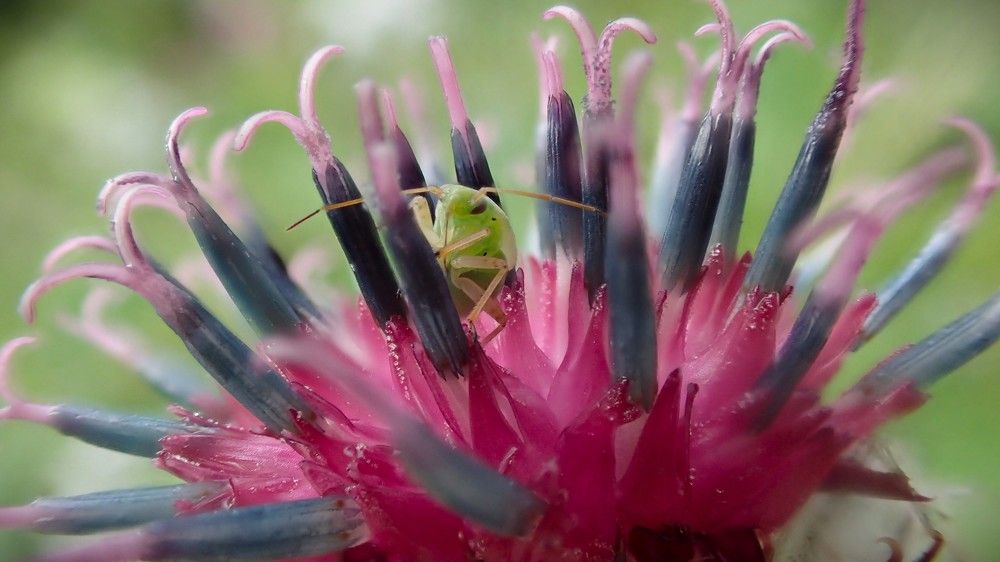 Микрокосмос репейника