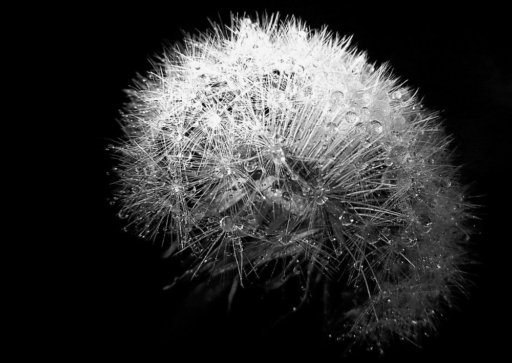 Photograph by Margo Margo