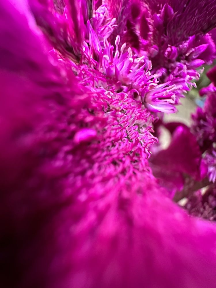 Photograph by Abdul Raouf Dar