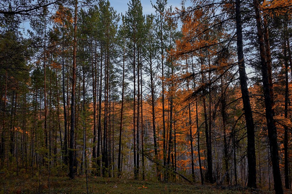 Photograph by Александр Шипиленко