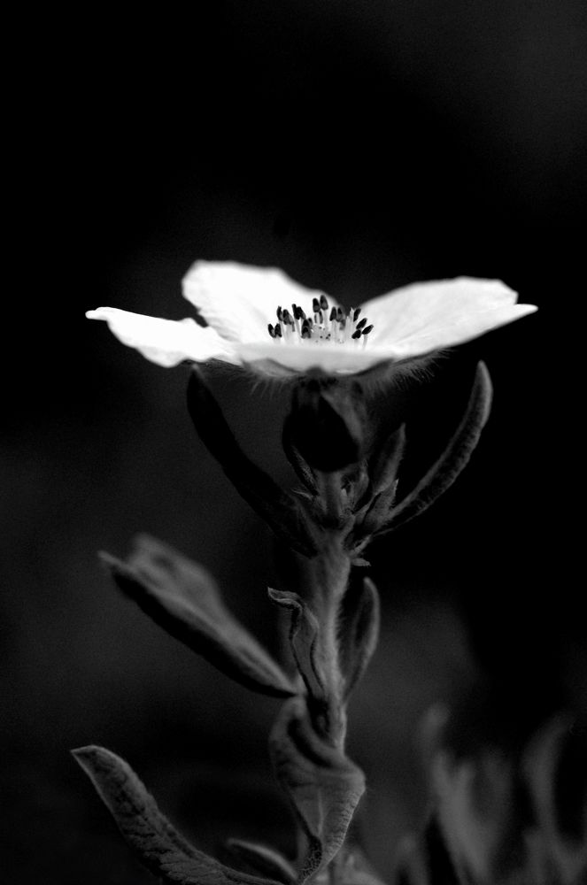 Белый цветок