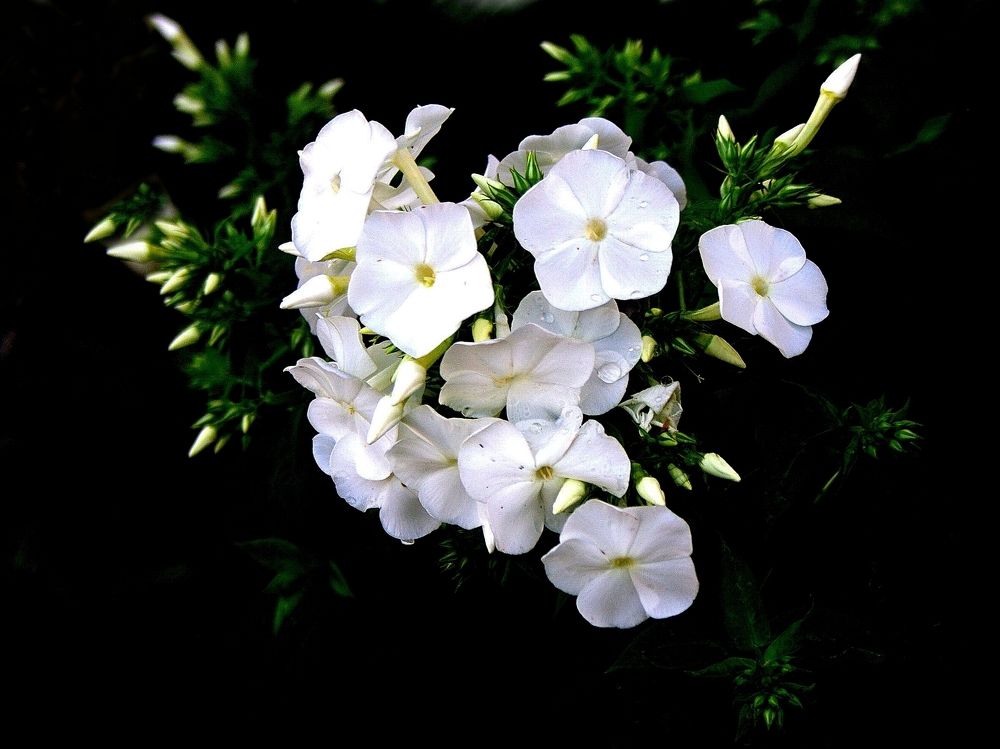 Photograph by Михаил Семёнов