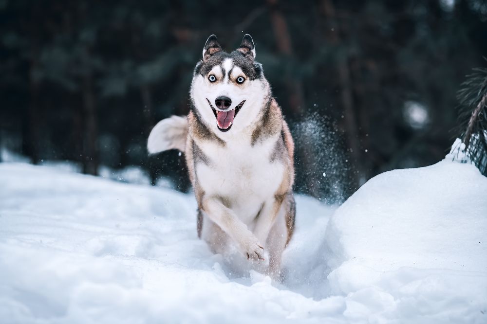 Photograph by Светлана Гущина