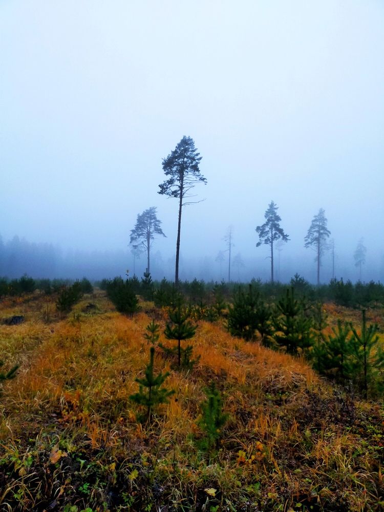 Photograph by Бамблевская Любовь Игоревна