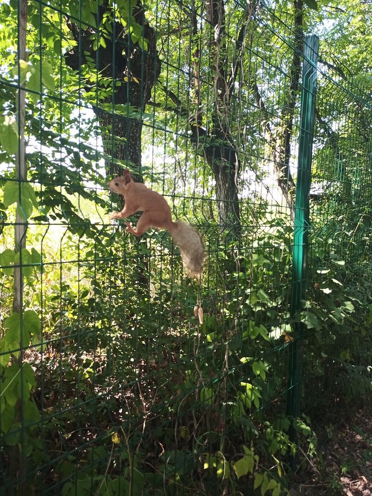 Фотография автора Дмитрий Шеколенко