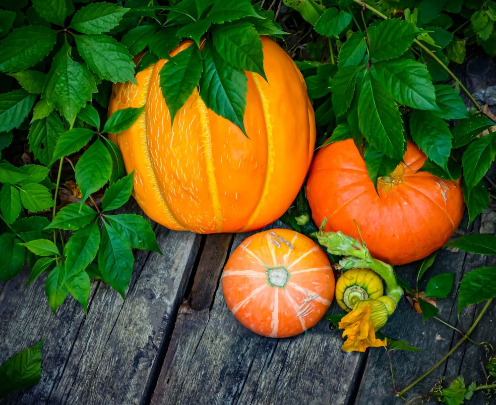 Photograph by Ольга Заповедная